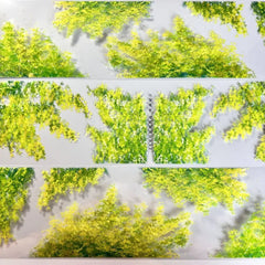 Trees with Leaves 5 PET Tape