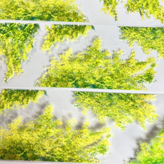 Trees with Leaves 5 PET Tape