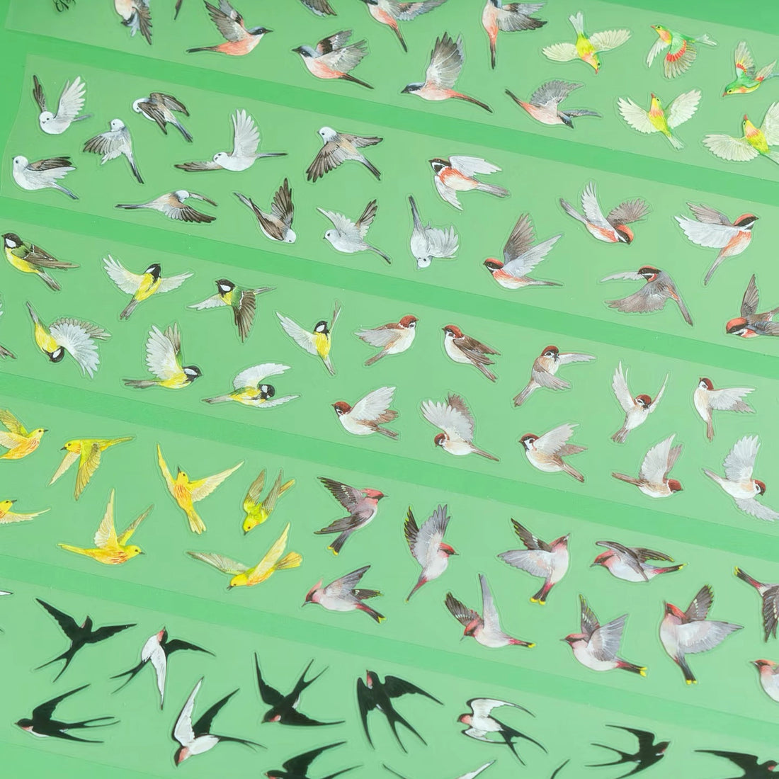 Flying songbird PET tape preview with bluebirds, swallows, sparrows, and black birds