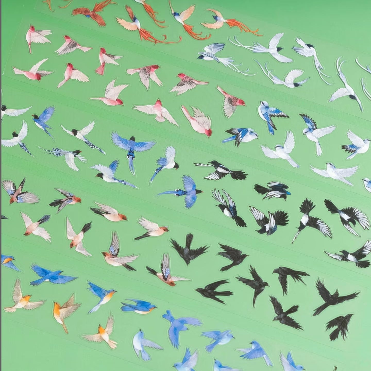 Close-up of PET tape with yellow and pink songbirds
