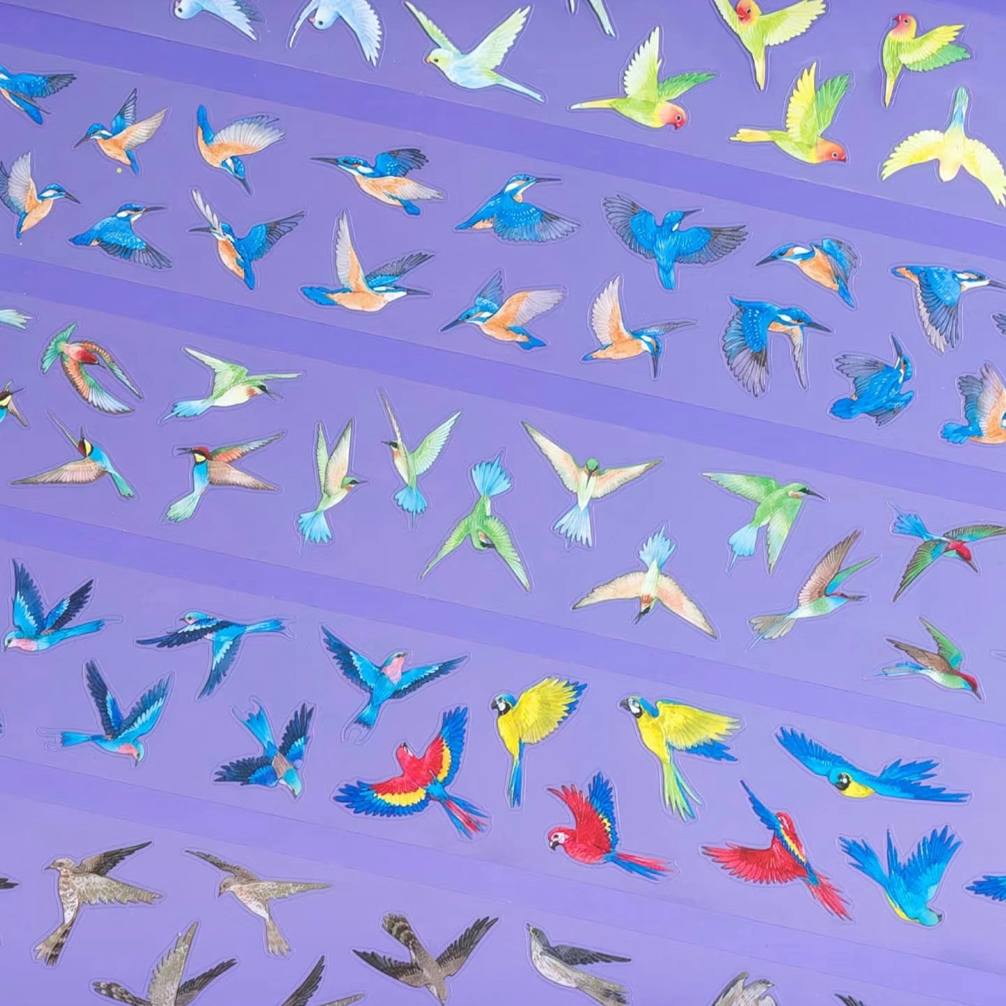 Transparent tropical bird PET tape strips with parrots and hornbills