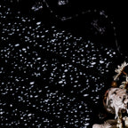 Snowflake dot patterns on black PET tape roll for scrapbooking