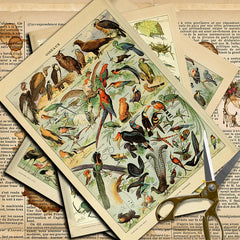 Vintage Insect Specimen Junk Journal Paper - 10 Pieces Foldable Animal Background Stickers for Scrapbooking