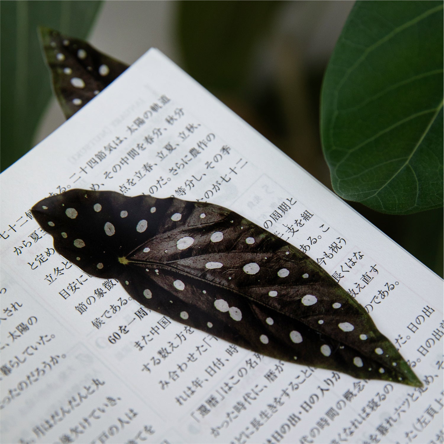 Botanical leaf bookmark cards with illustrated plant designs