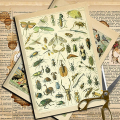 Vintage Insect Specimen Junk Journal Paper - 10 Pieces Foldable Animal Background Stickers for Scrapbooking