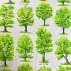 Summer Green Trees PET Tape JINGWUZHI