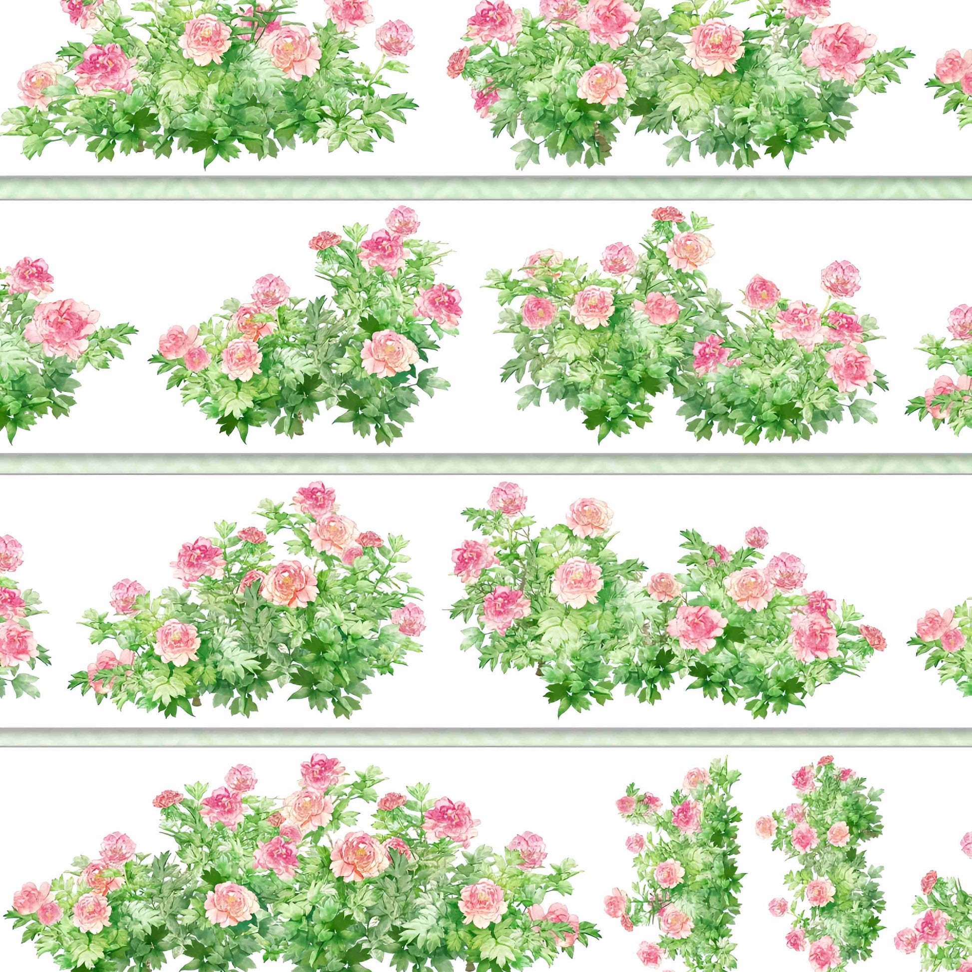 Clusters of pink peony blooms with green foliage