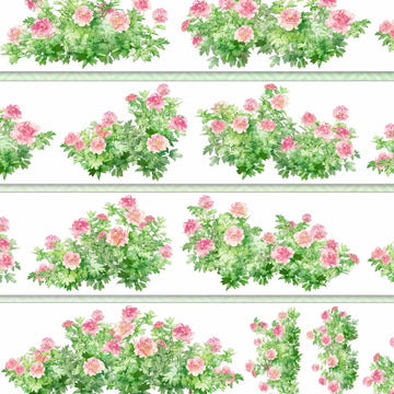 Clusters of pink peony blooms with green foliage
