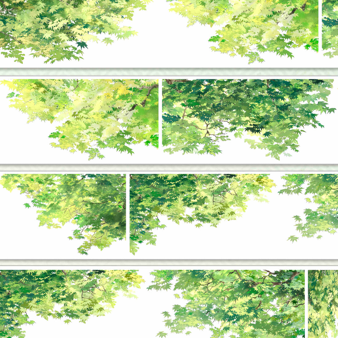 Lush green maple leaf canopy viewed from below